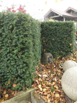 Taxus Media 'Hillii', Männliche Becher-Eibe -Juliana Verkäufe taxus hillii pflanze55599f2c60b6a 1280x1280