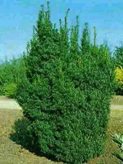 Taxus Baccata 'Overeynderi' -Juliana Verkäufe taxus overeynderi k55599b6ed770e 1280x1280