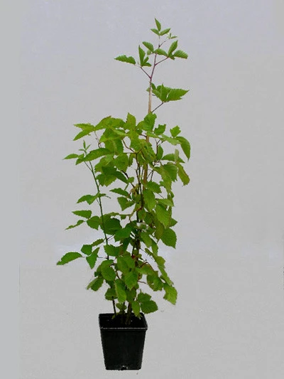 Him-/Brombeere 'Tayberry Medana' 2 Him-/Brombeere 'Tayberry Medana' – Bild 2