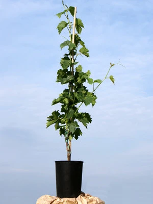 Kernlose Tafeltraube Vanessa (Syn. Rose Dream) 2 Kernlose Tafeltraube Vanessa (Syn. Rose Dream) – Bild 2