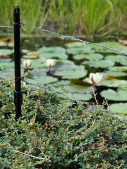 Ultra Protector Von Velda (Art.Nr.Vel128026) 6 Ultra Protector Von Velda (Art.Nr.Vel128026) -Juliana Verkäufe ultraprotector 2 1280x1280