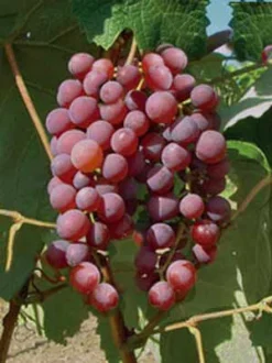 Kernlose Tafeltraube Vanessa (Syn. Rose Dream)