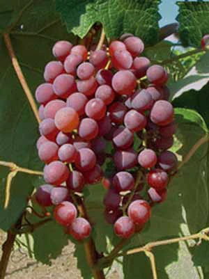 Kernlose Tafeltraube Vanessa (Syn. Rose Dream) 1 Kernlose Tafeltraube Vanessa (Syn. Rose Dream)