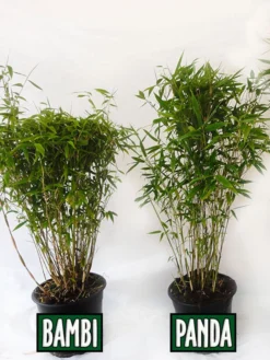 Fargesia Murielae 'Panda', Schirmbambus -Juliana Verkäufe vergleich bambus panda bamb5a30ecb28375a 1280x1280