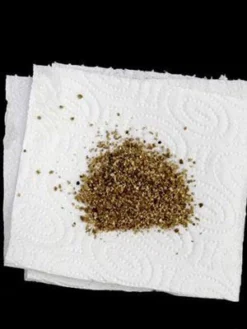 Aphidoletes-Gallmücke (Art.Nr. KB4046) -Juliana Verkäufe versand aphidoletes muecke 80529 2 1280x1280