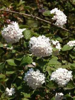 Viburnum Carlesii 'Aurora', Wohlriechender Schneeball