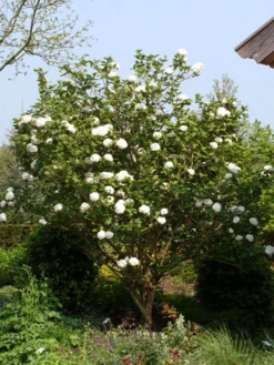 Viburnum Carlcephalum, Großblumiger Duft-Schneeball -Juliana Verkäufe viburnum carlcephalum strau 1280x1280