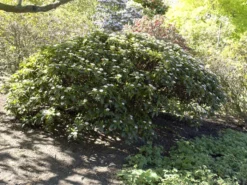 Viburnum Davidii, Kissenschneeball -Juliana Verkäufe viburnum davidii 1280x1280