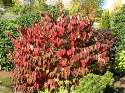Viburnum Plicatum 'Mariesii', Japanischer Schneeball -Juliana Verkäufe viburnum mariesii herbst 1280x1280