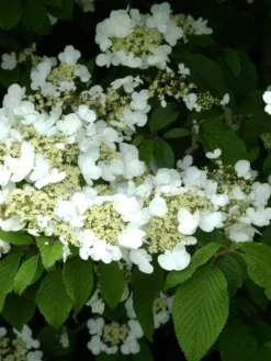 Viburnum Plicatum Tomentosum, Filziger Schneeball