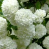 Viburnum Opulus 'Roseum', Echter Schneeball