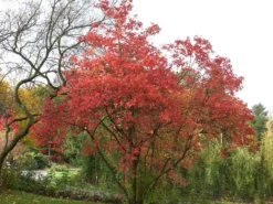 Viburnum Opulus 'Roseum', Echter Schneeball -Juliana Verkäufe viburnum roseum55599e9c5d844 1280x1280