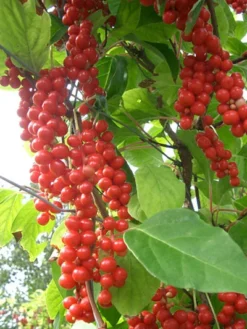 Chinesische Vitalbeere ® Wu Wei Zi -Juliana Verkäufe vitalbeere wu wei zi 1280x1280