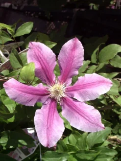 Clematis 'Dr.Ruppel'