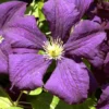 Clematis Viticella 'Etoile Violette'