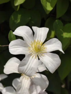 Clematis Viticella 'Huldine'