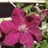 Clematis 'Rouge Cardinal'