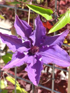 Clematis 'The President'