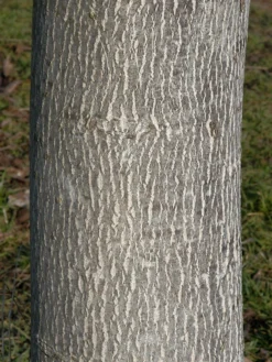 Juglans Regia, Walnuss-Sämling -Juliana Verkäufe walnuss juglans regia 3 1280x1280