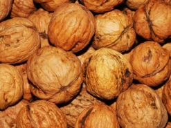 Juglans Regia, Walnuss-Sämling -Juliana Verkäufe walnuss juglans regia 4 1280x1280