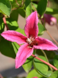 Clematis Texensis 'Princess Diana'