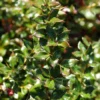 Berberis Verruculosa, Warzenberberitze