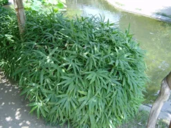 Pleioblastus Viridistriatus 'Vagans' (Sasaella Ramosa), Weichblättriger Zwergbambus 5 Pleioblastus Viridistriatus 'Vagans' (Sasaella Ramosa), Weichblättriger Zwergbambus -Juliana Verkäufe weichblaettriger zwergbambus 1280x1280