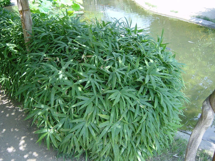 Pleioblastus Viridistriatus 'Vagans' (Sasaella Ramosa), Weichblättriger Zwergbambus 3 Pleioblastus Viridistriatus 'Vagans' (Sasaella Ramosa), Weichblättriger Zwergbambus – Bild 3