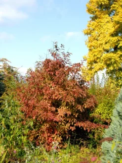 Viburnum Bodnantense 'Dawn', Winterschneeball -Juliana Verkäufe winterschneeball 1280x1280