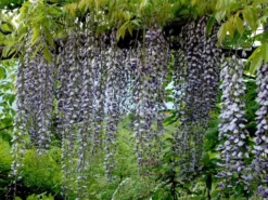Wisteria Floribunda 'Macrobotrys', Blauregen