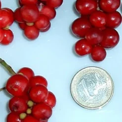 Chinesische Vitalbeere ® Wu Wei Zi -Juliana Verkäufe wu wei zie beeren 1280x1280