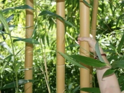 Phyllostachys Vivax Aureocaulis, Zauber-Bambus -Juliana Verkäufe zauber bambus trieb55599bdf6250d 1280x1280