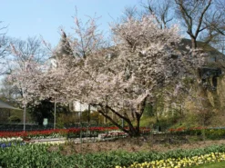 Prunus Subhirtella 'Accolade', Frühe Zierkirsche - Hochstamm -Juliana Verkäufe zierkirsche accolade strauc55599f4a90c5b 1280x1280