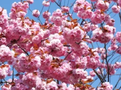 Prunus Serrulata 'Kanzan', Japanische Nelkenkirsche - Hochstamm -Juliana Verkäufe zierkirsche kanzan 1280x1280