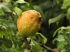 Chaenomeles Superba 'Crimson And Gold', Zierquitte
