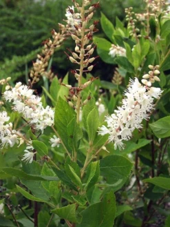 Clethra Alnifolia, Zimterle, Scheineller