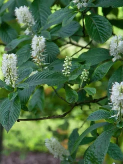 Clethra Alnifolia, Zimterle, Scheineller -Juliana Verkäufe zimterle 1280x1280