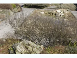 Betula Nana, Zwergbirke, Polarbirke -Juliana Verkäufe zwergbirke 1280x1280