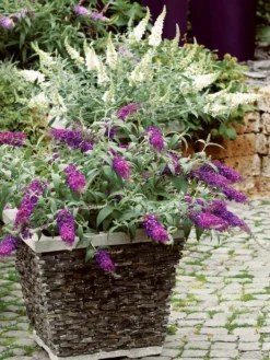 Titelseite -Juliana Verkäufe zwergbuddleja topf55599f58e0d41 1280x1280