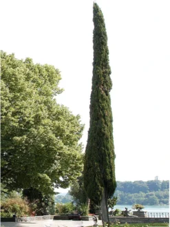 Cupressus Sempervirens 'Totem', Toscana-Zypresse -Juliana Verkäufe zypresse mediterran baum 1280x1280
