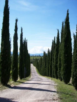 Cupressus Sempervirens 'Totem', Toscana-Zypresse